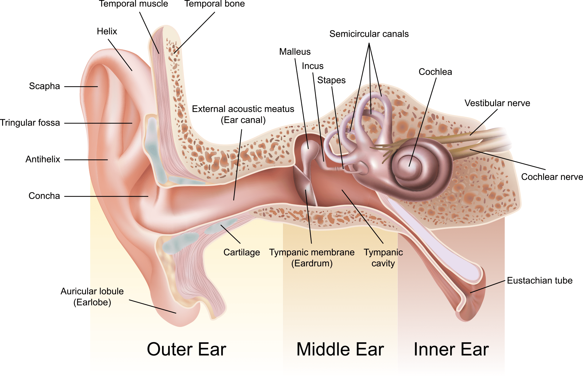 conductive hearing loss vs sensorineural hearing loss